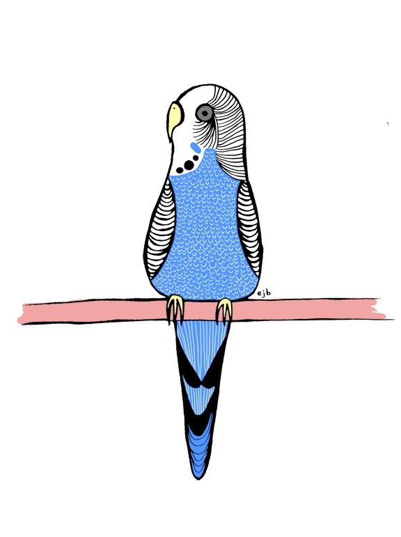 Budgie clipart #11, Download drawings