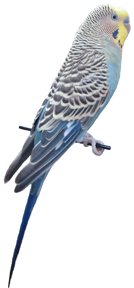 Budgie clipart #9, Download drawings