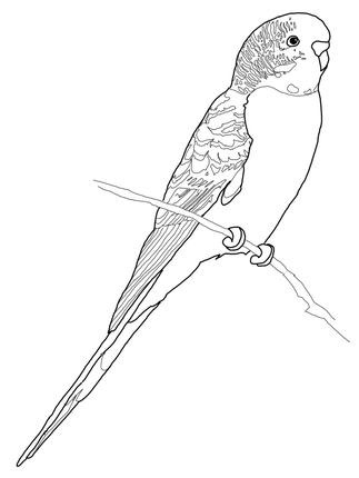 Budgie coloring #6, Download drawings