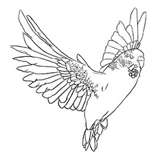 Budgie coloring #12, Download drawings