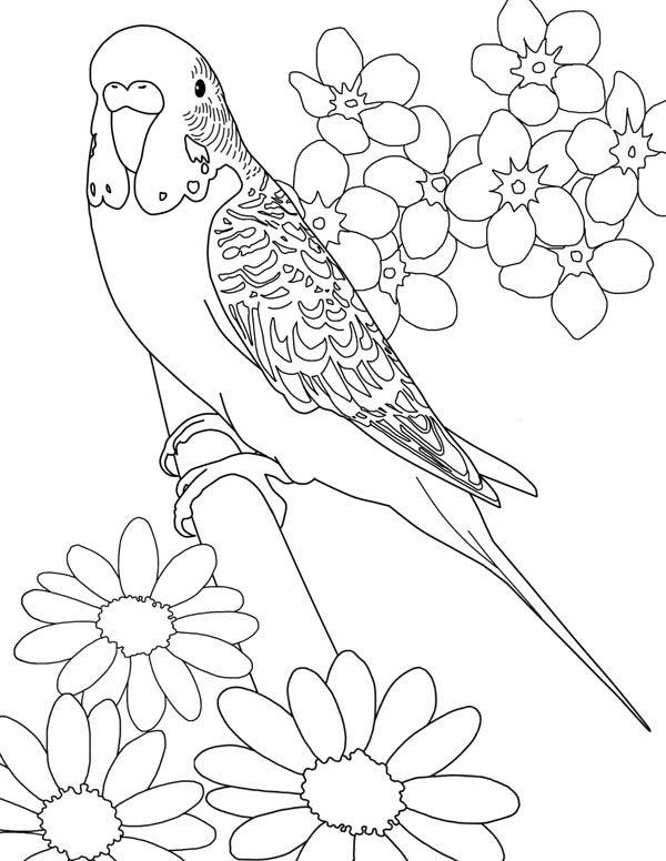 Budgie coloring #7, Download drawings