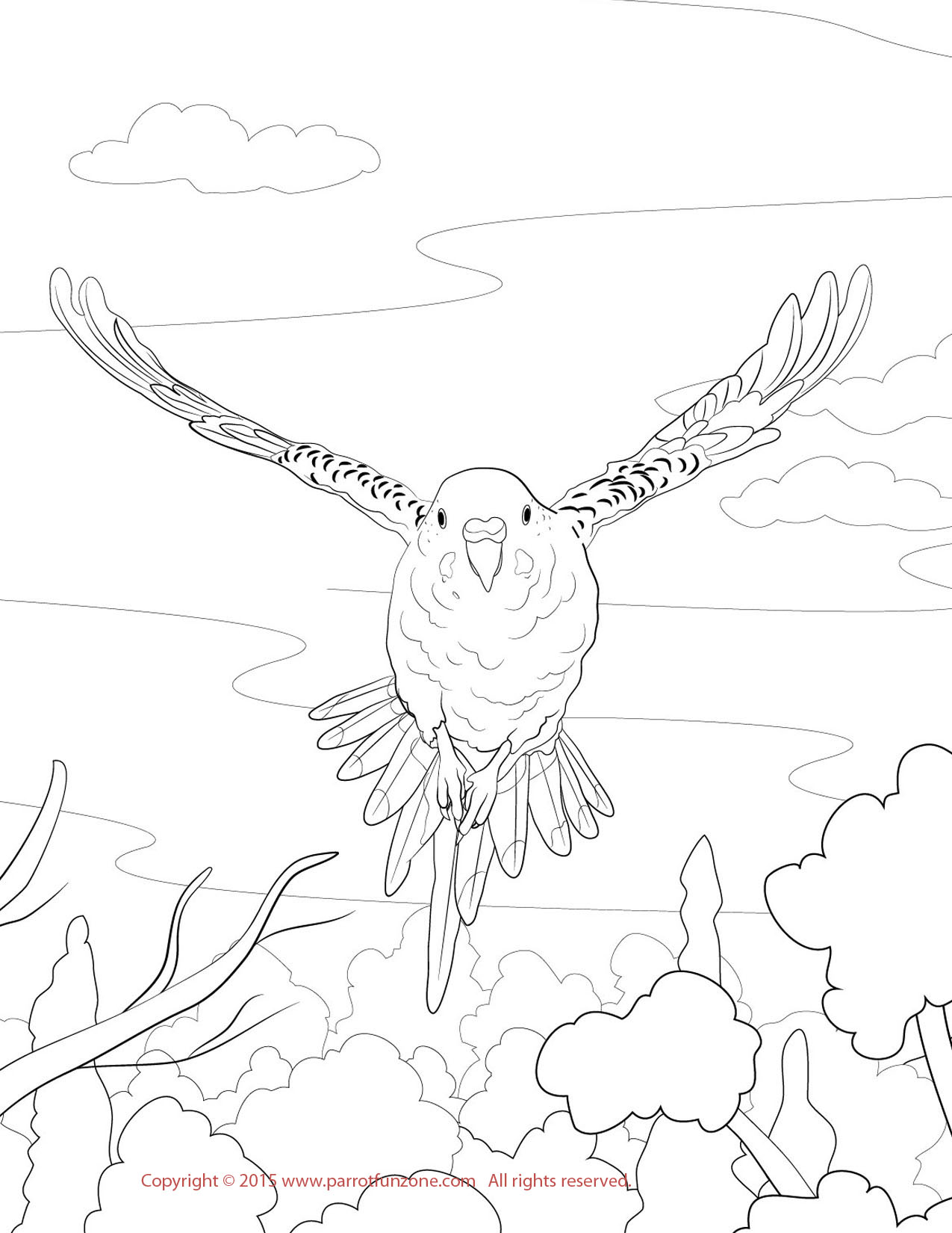 Budgie coloring #17, Download drawings