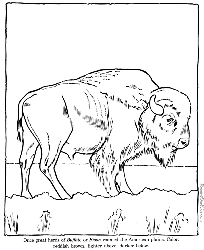 Water Buffalo coloring #12, Download drawings