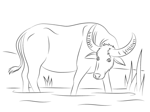 Water Buffalo coloring #7, Download drawings