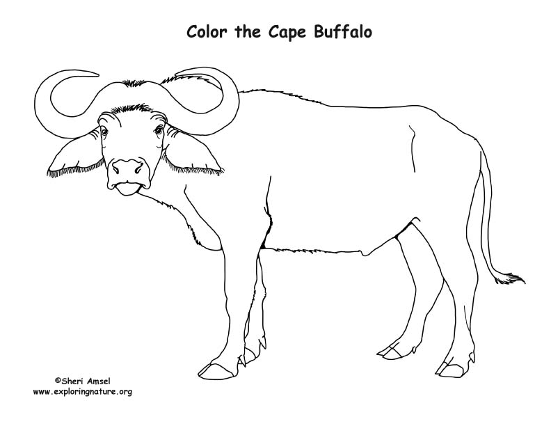 Buffalo coloring #16, Download drawings