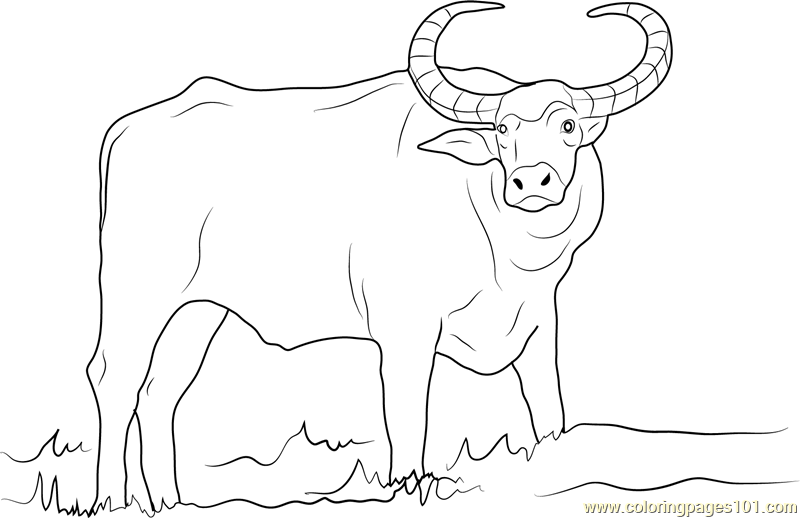 Buffalo coloring #11, Download drawings