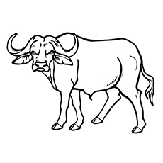 Buffalo coloring #5, Download drawings