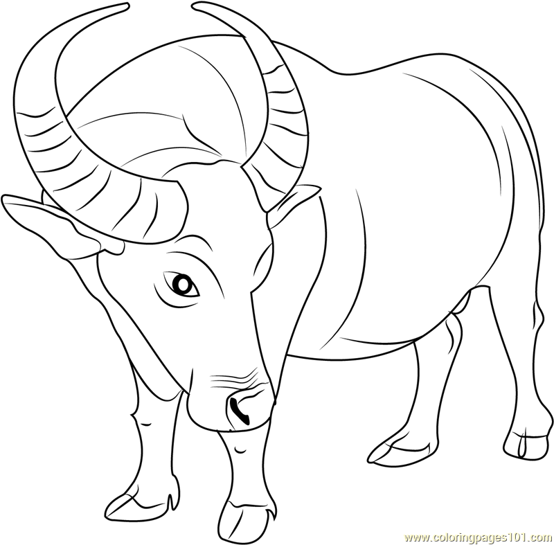 Buffalo coloring #15, Download drawings