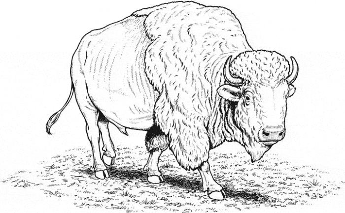 Buffalo coloring #3, Download drawings