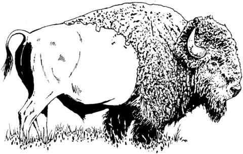 Buffalo coloring #2, Download drawings