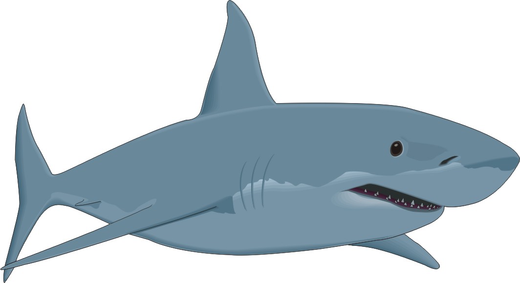 Bull Shark clipart #6, Download drawings