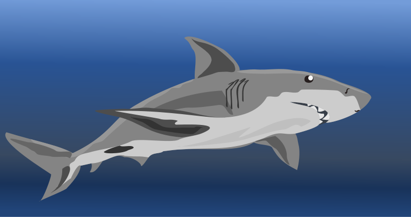 Bull Shark clipart #5, Download drawings