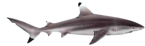 Bull Shark clipart #20, Download drawings