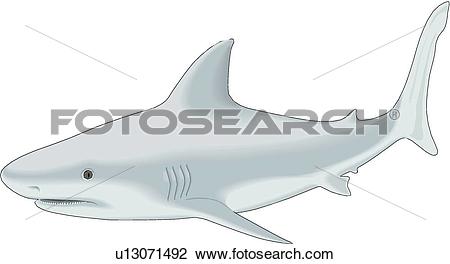 Bull Shark clipart #11, Download drawings