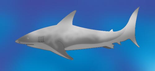 Bull Shark clipart #13, Download drawings