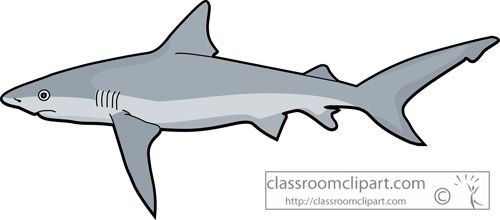 Bull Shark clipart #2, Download drawings
