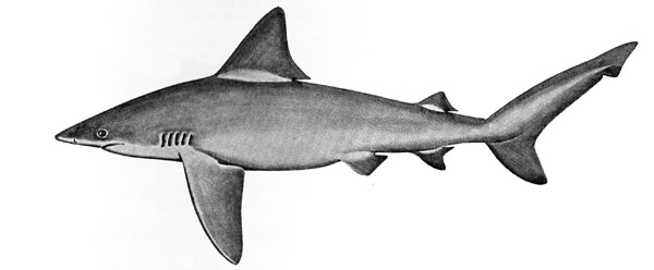 Bull Shark clipart #12, Download drawings