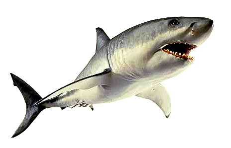 Tiger Shark clipart #18, Download drawings