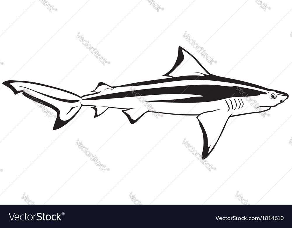 Bull Shark clipart #14, Download drawings