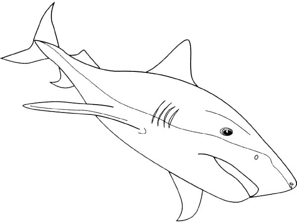Bull Shark coloring #20, Download drawings