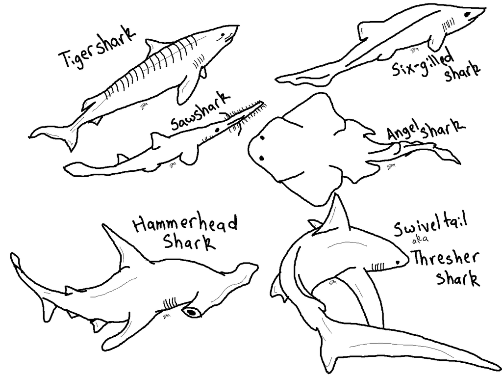 Bull Shark coloring #4, Download drawings