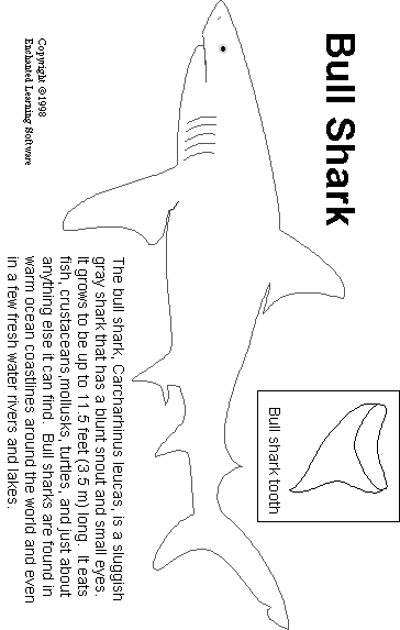 Bull Shark coloring #11, Download drawings