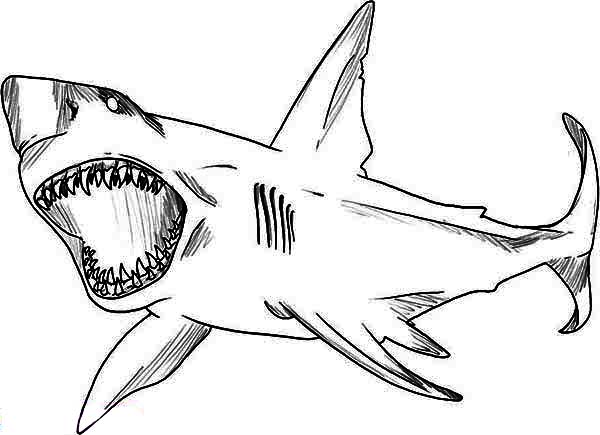 Bull Shark coloring #8, Download drawings