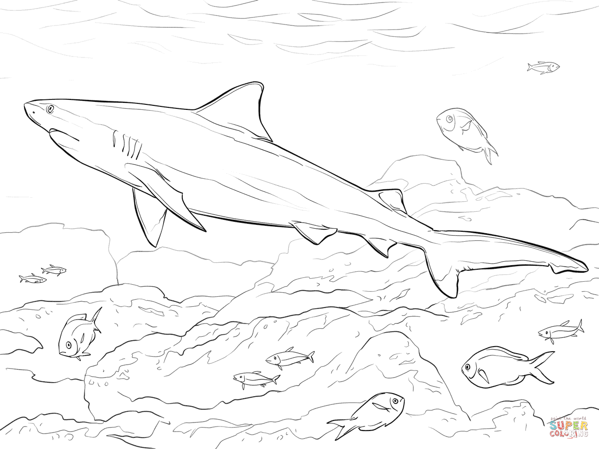 Bull Shark coloring #16, Download drawings
