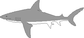 Bull Shark coloring #9, Download drawings