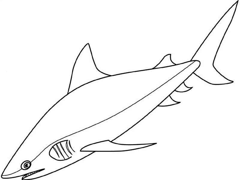 Bull Shark coloring #19, Download drawings