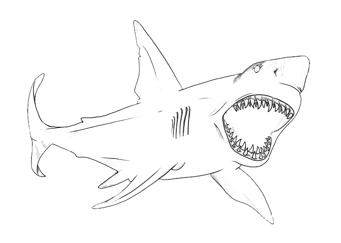 Bull Shark coloring #17, Download drawings