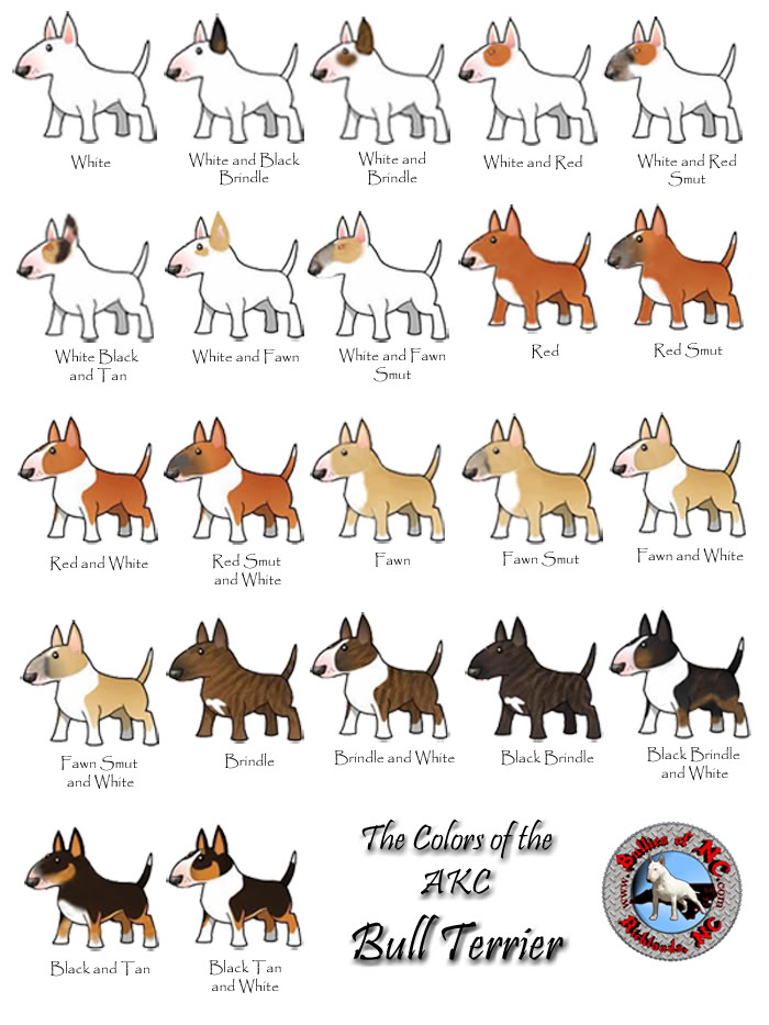 Bull Terrier coloring #20, Download drawings