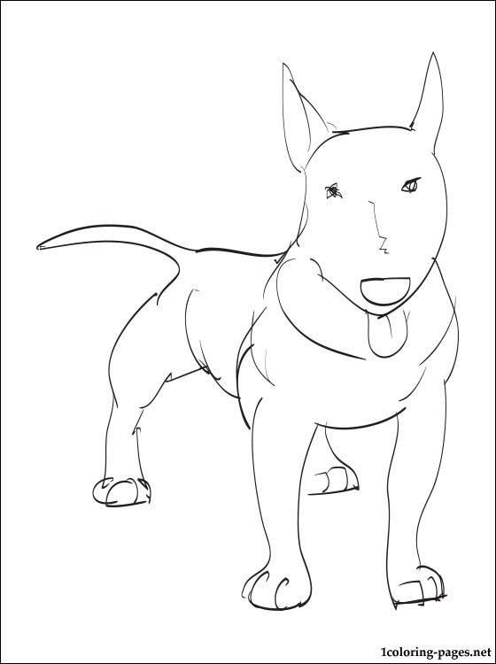 Bull Terrier coloring #1, Download drawings