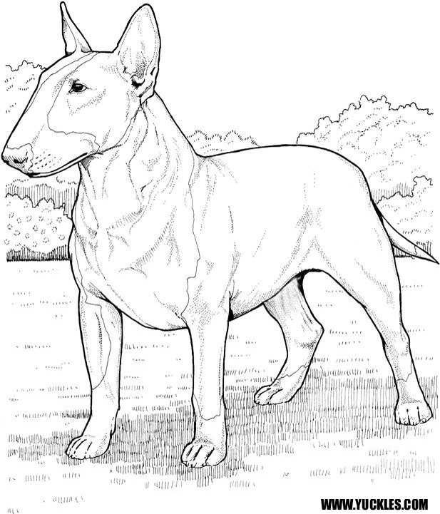 Bull Terrier coloring #17, Download drawings