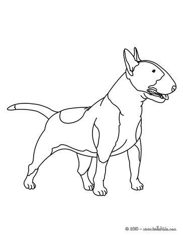Bull Terrier coloring #14, Download drawings