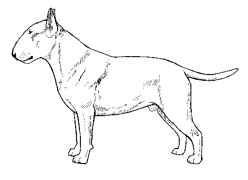 Bull Terrier coloring #19, Download drawings
