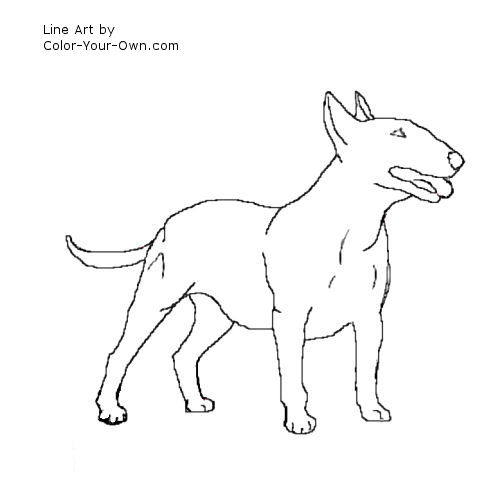 Bull Terrier coloring #18, Download drawings