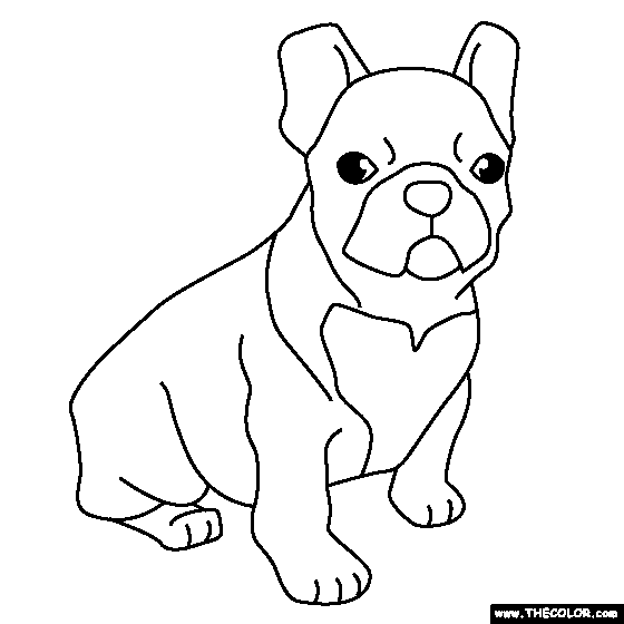 Bulldog coloring #2, Download drawings