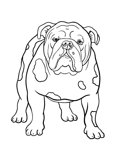 Bulldog coloring #3, Download drawings