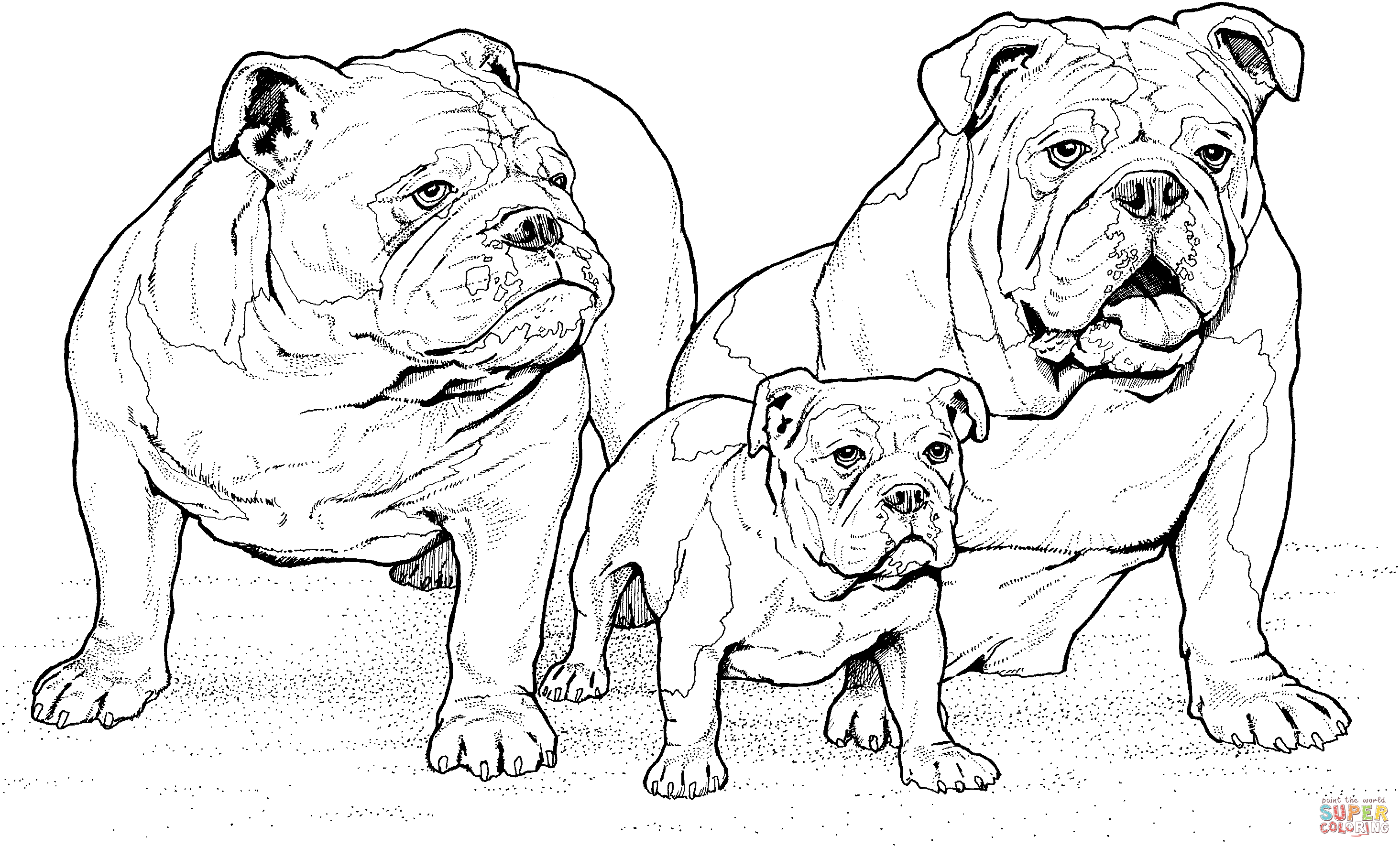 English Bulldog coloring #11, Download drawings