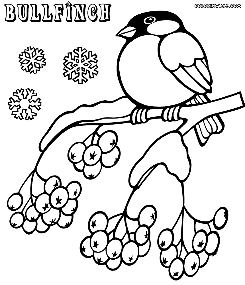 Bullfinch coloring #20, Download drawings
