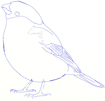 Bullfinch coloring #6, Download drawings