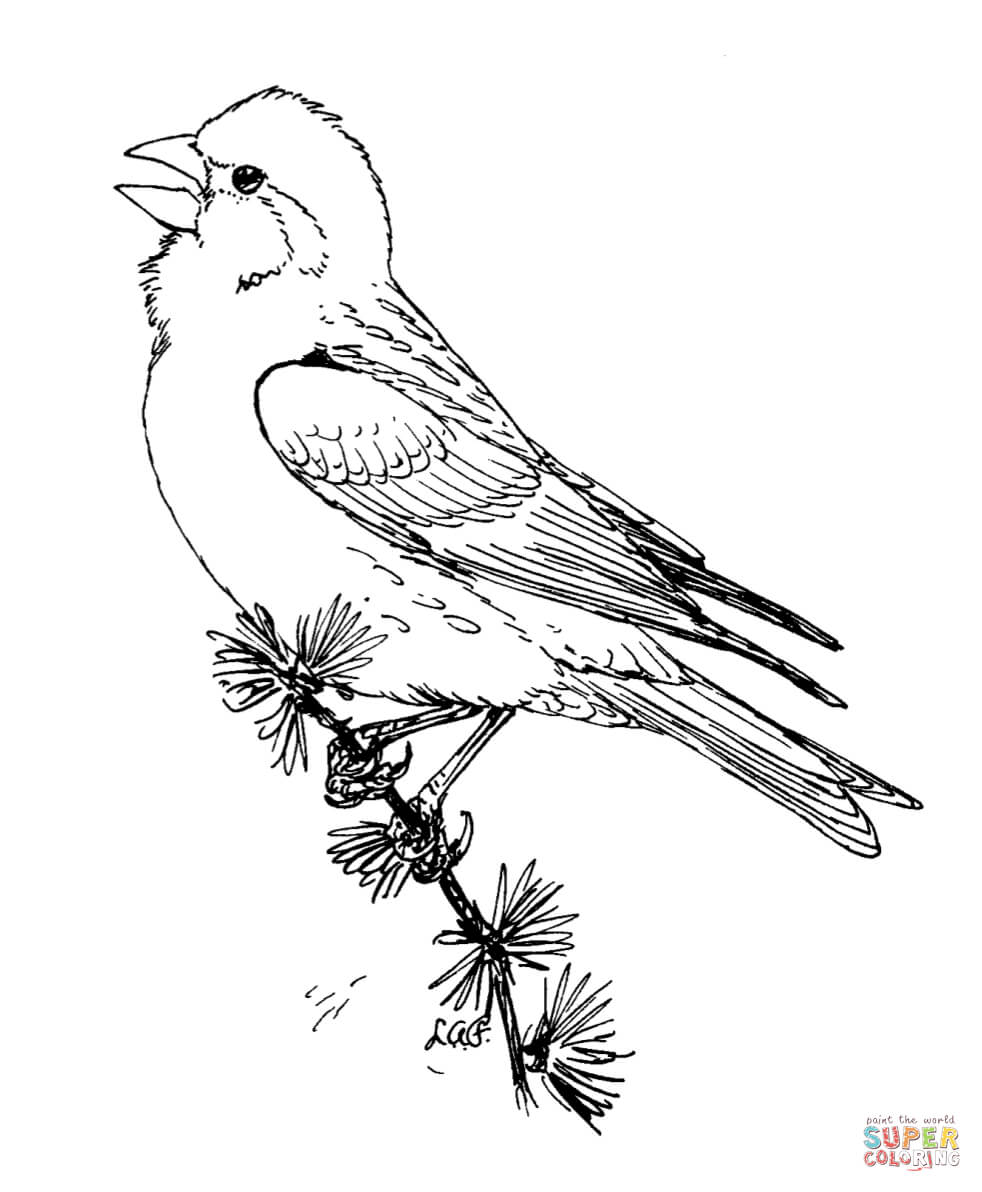 Bullfinch coloring #8, Download drawings