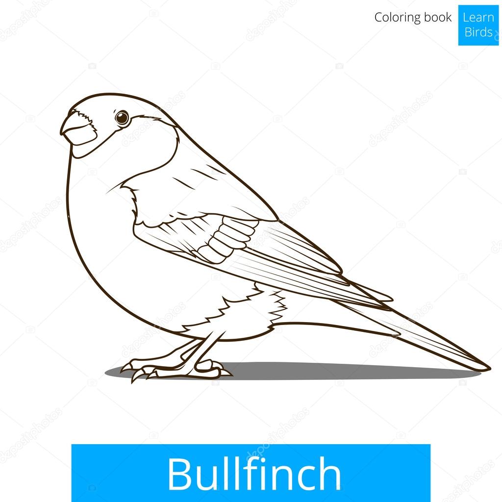 Bullfinch coloring #3, Download drawings