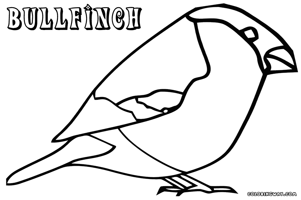 Bullfinch coloring #16, Download drawings
