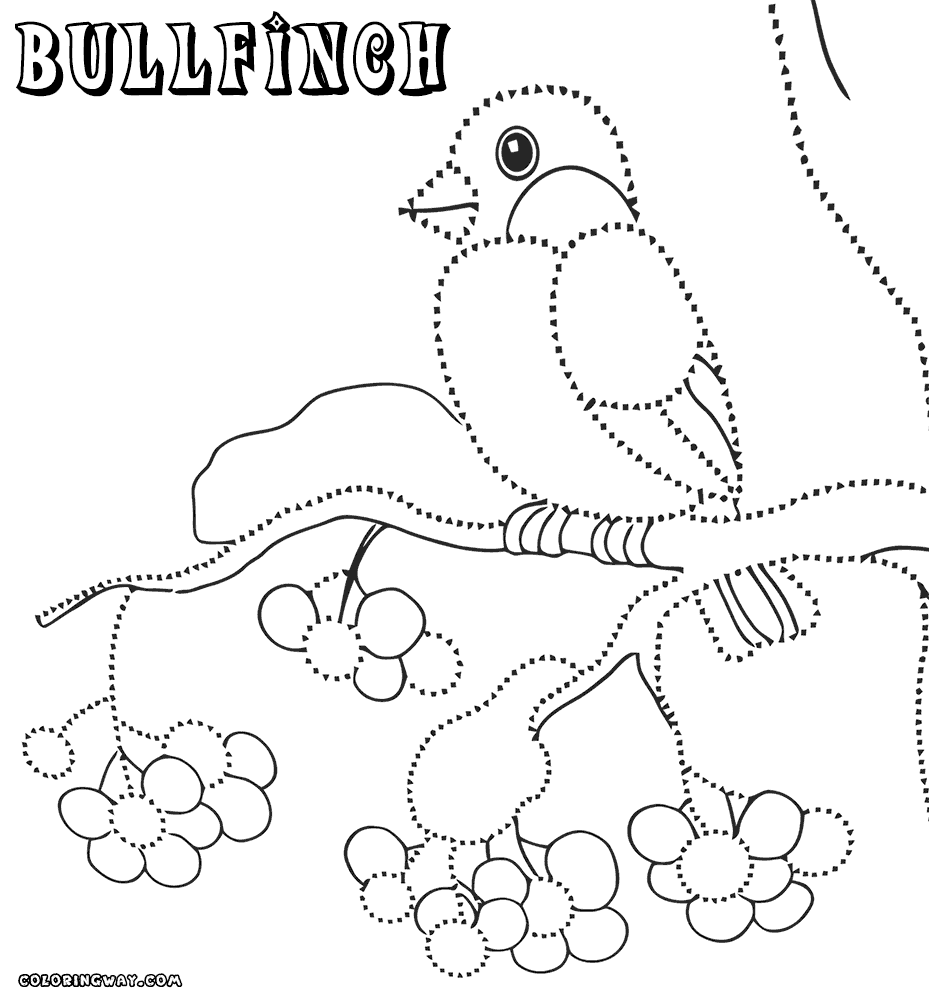 Bullfinch coloring #19, Download drawings