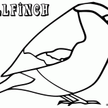 Bullfinch coloring #17, Download drawings