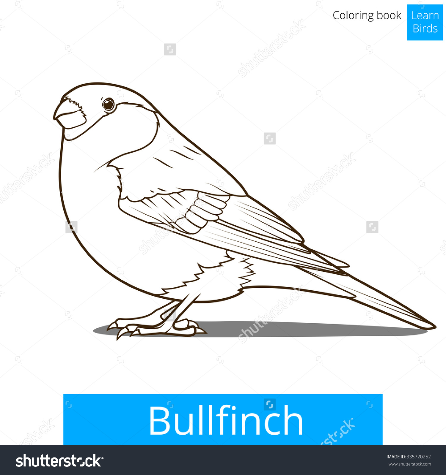 Bullfinch coloring #7, Download drawings