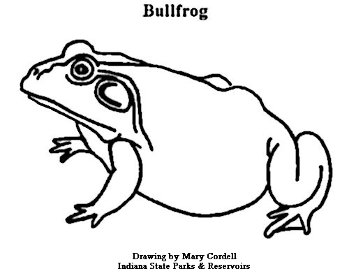 Bullfrog coloring #13, Download drawings