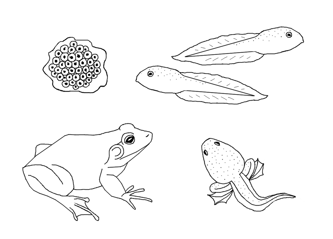 Bullfrog coloring #11, Download drawings